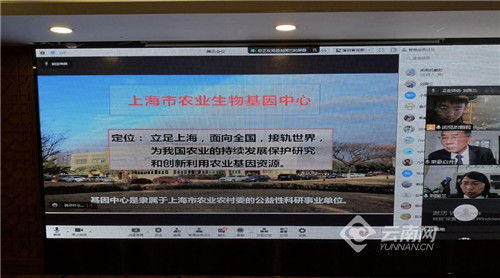 雜交水稻旱種技術(shù)推廣應(yīng)用的深入研討