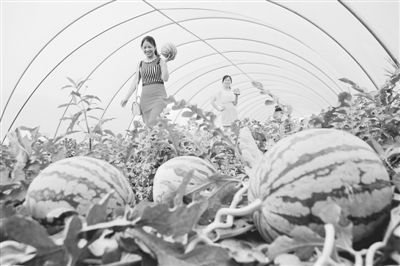 科技賦能，模式創新 牧原食品現代化高效農業示范園的技術推廣之路